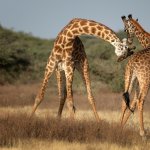 La schivata di B. Salerno